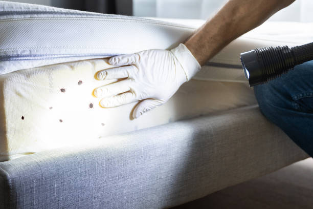 Best Local Pest Control Services  in Albany, IN