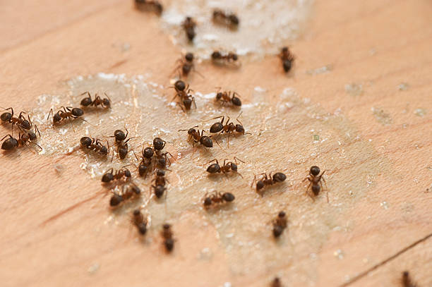 Best Cockroach Control Services  in Albany, IN