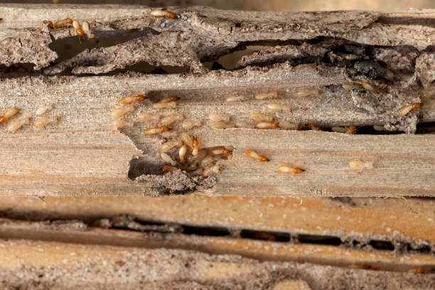 Best Mosquito Control Services  in Albany, IN